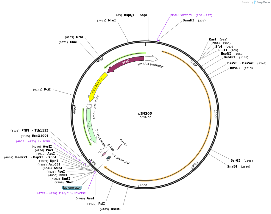 255796-plasmid-map-sequence-id-516239