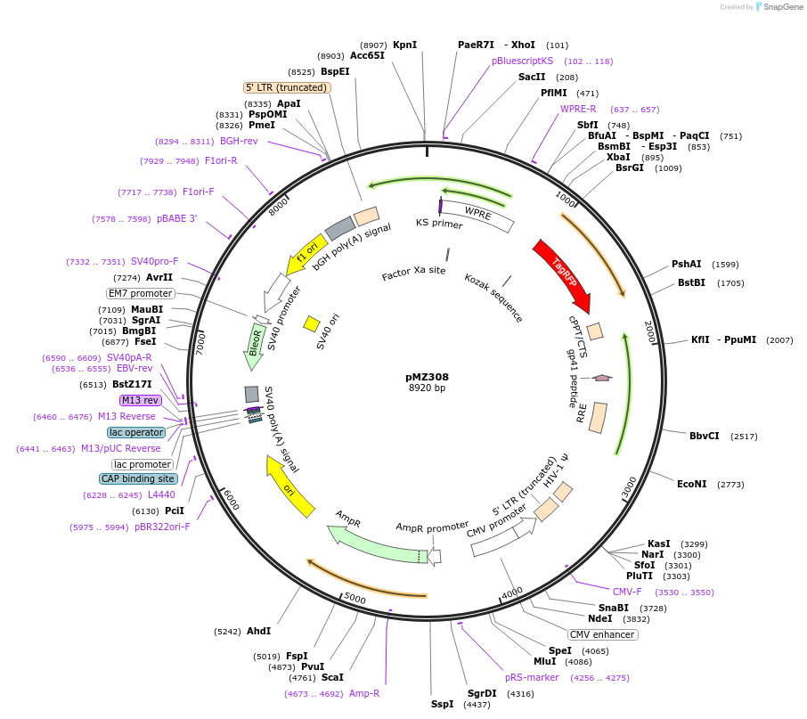 258722-plasmid-map-sequence-id-516241