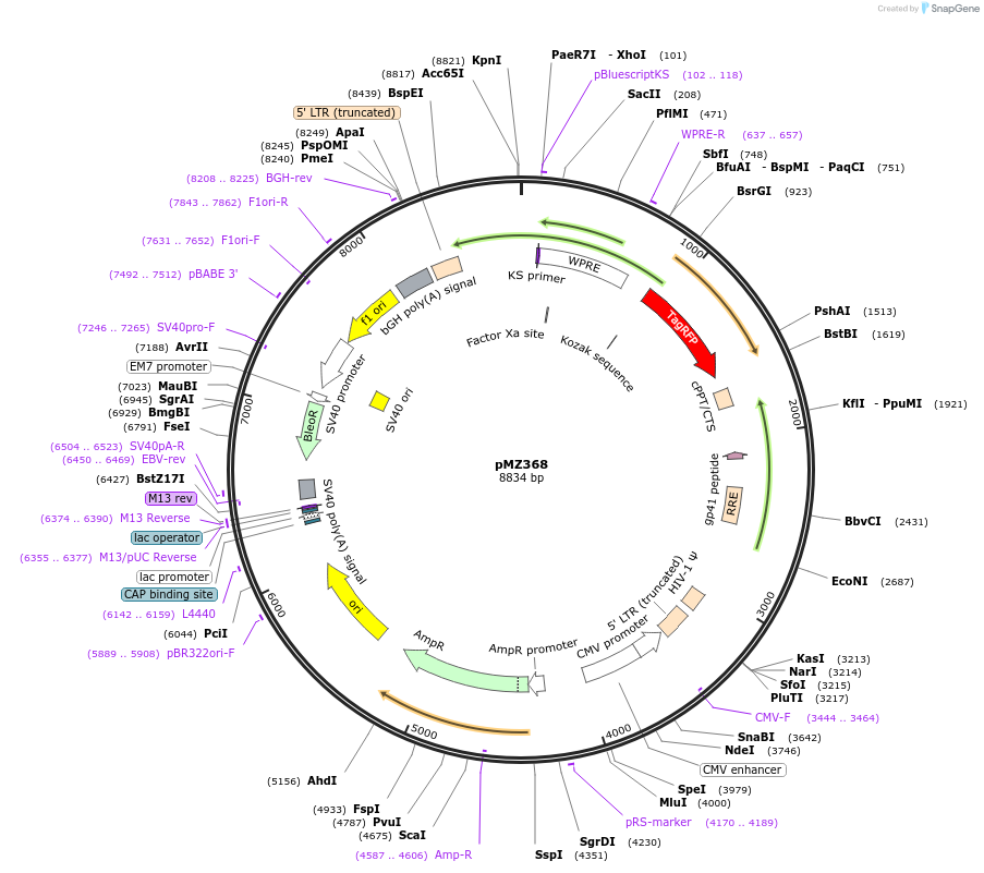 258752-plasmid-map-sequence-id-516242
