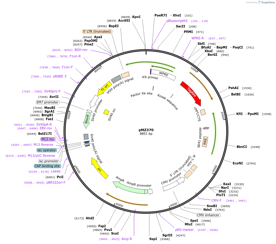 258754-plasmid-map-sequence-id-516243