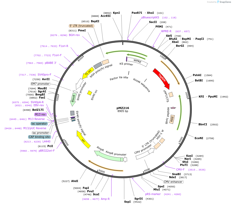 258697-plasmid-map-sequence-id-516244