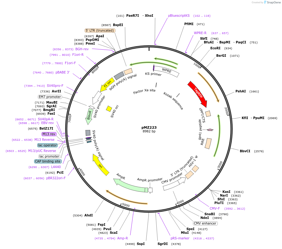 258700-plasmid-map-sequence-id-516247