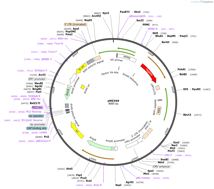 258753-plasmid-map-sequence-id-516250
