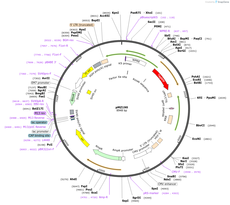 258685-plasmid-map-sequence-id-516251