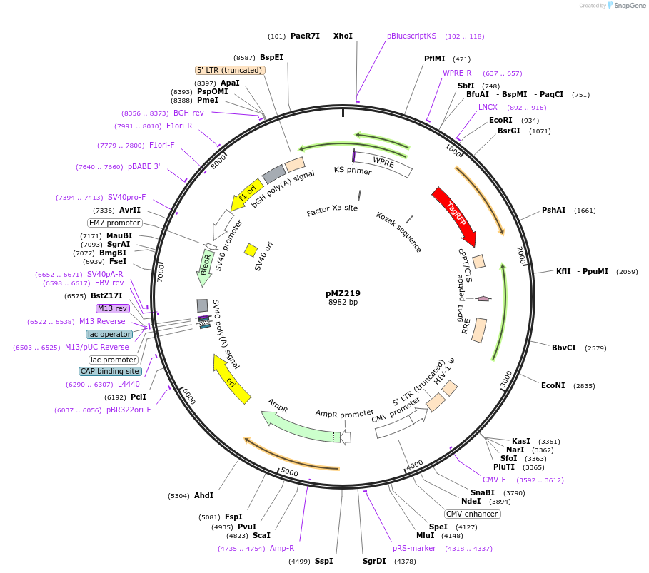 258698-plasmid-map-sequence-id-516255