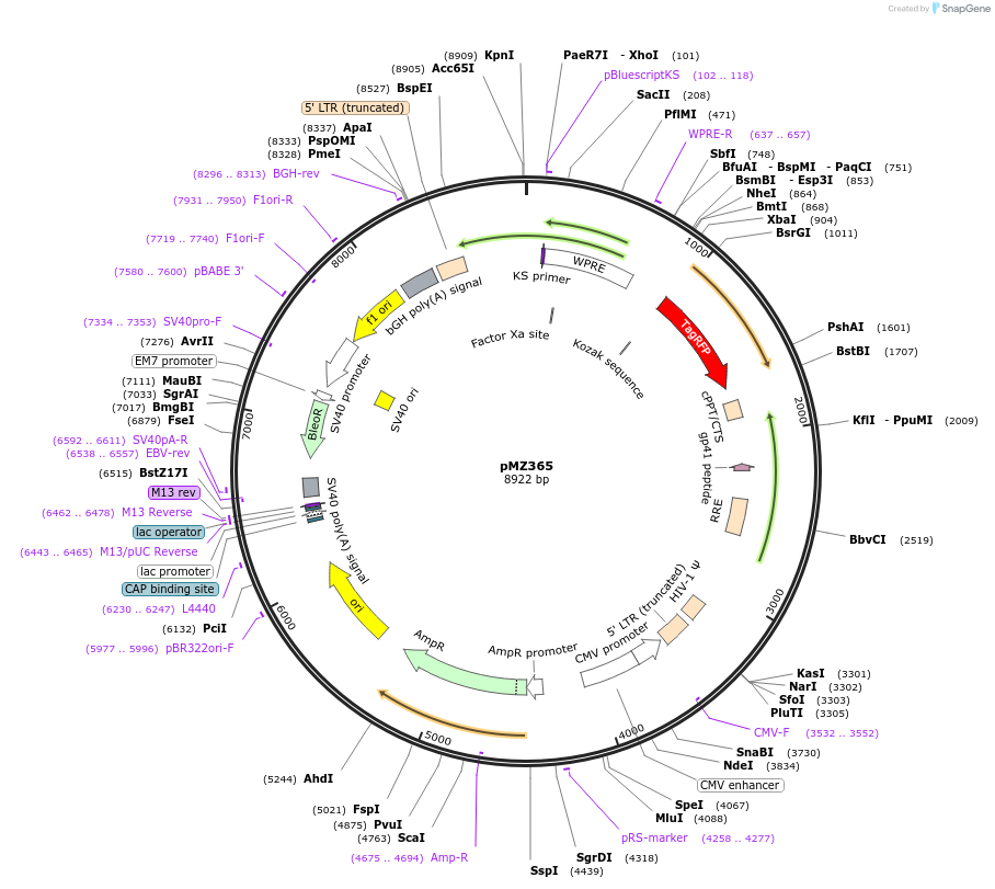 258749-plasmid-map-sequence-id-516259