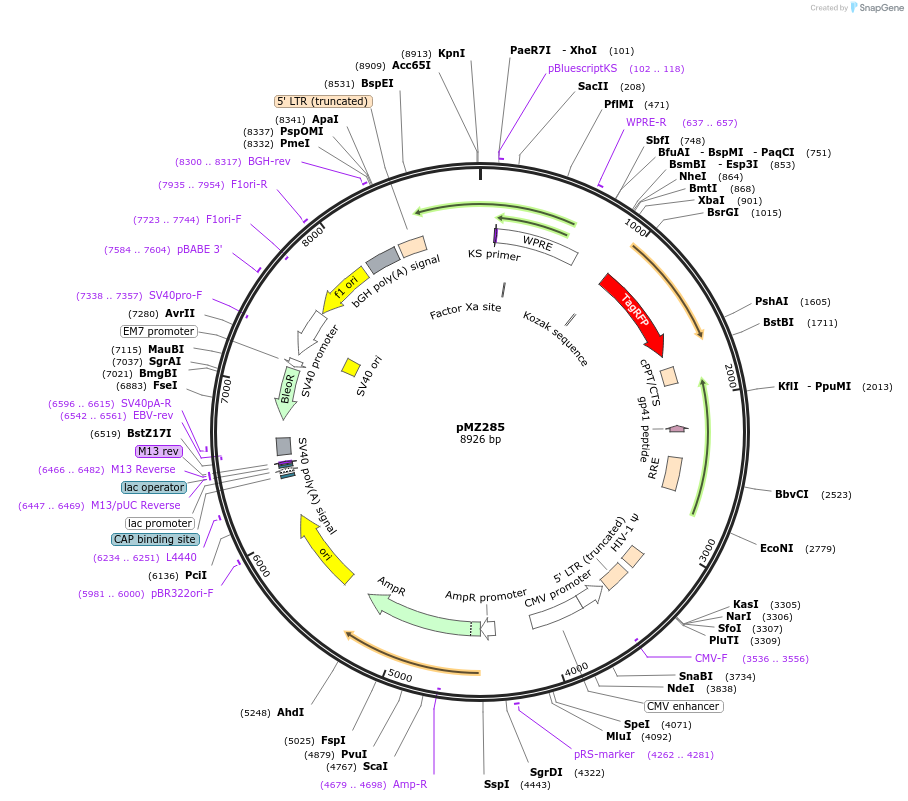 258711-plasmid-map-sequence-id-516260