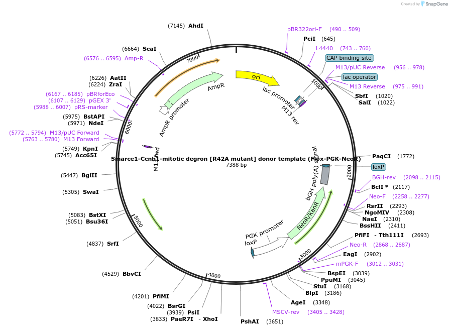 259650-plasmid-map-sequence-id-516262
