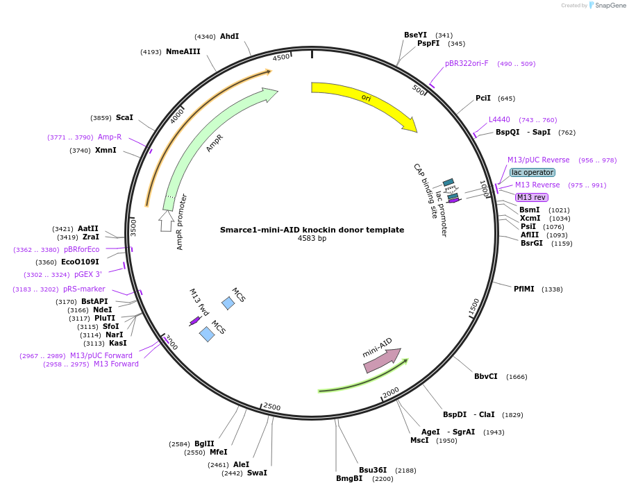 259652-plasmid-map-sequence-id-516264