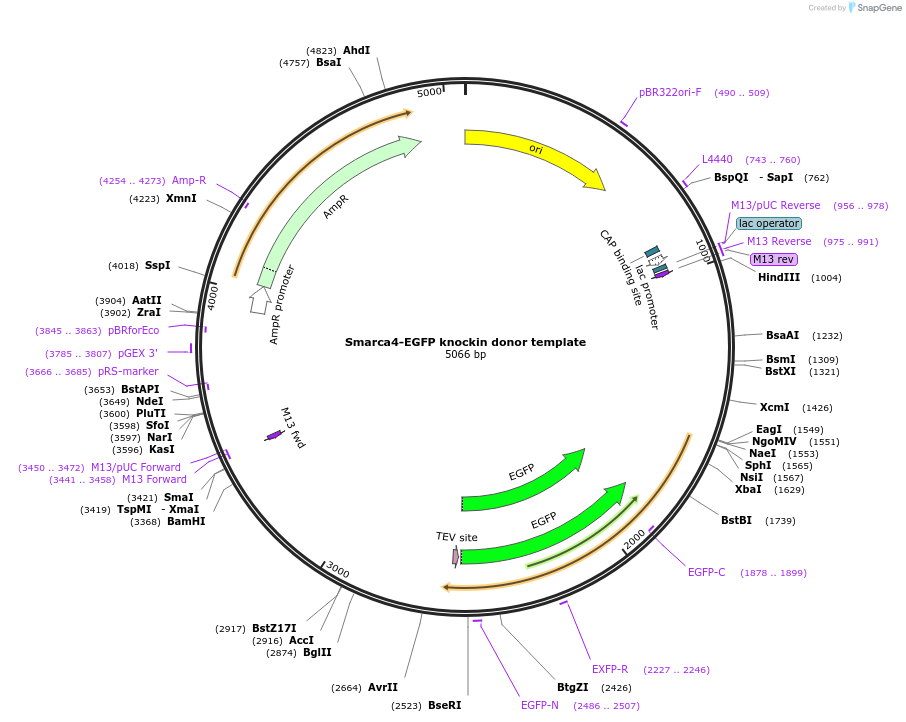 259654-plasmid-map-sequence-id-516266