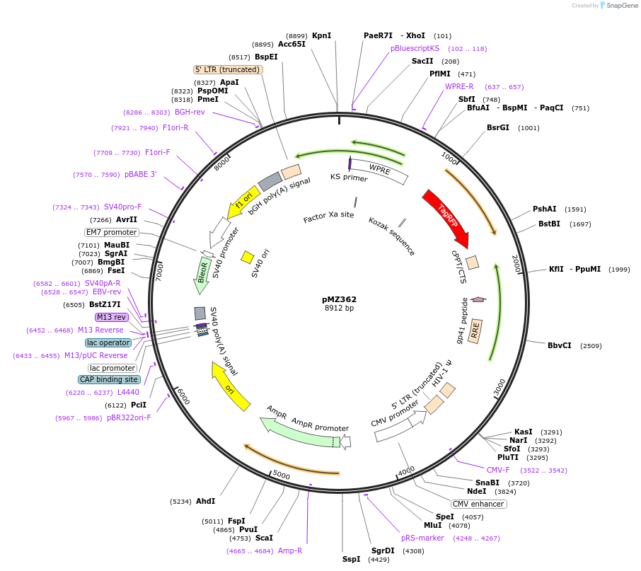258748-plasmid-map-sequence-id-516268