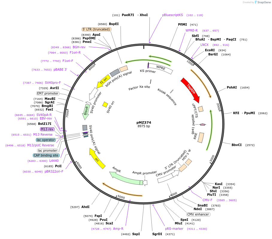 258758-plasmid-map-sequence-id-516278