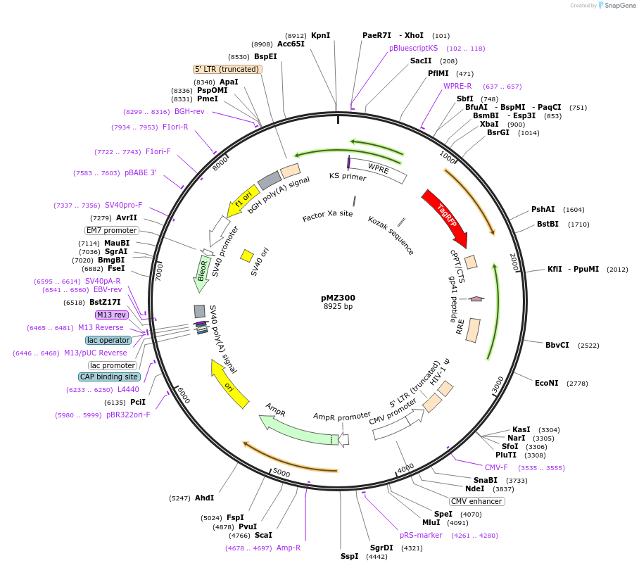 258716-plasmid-map-sequence-id-516281