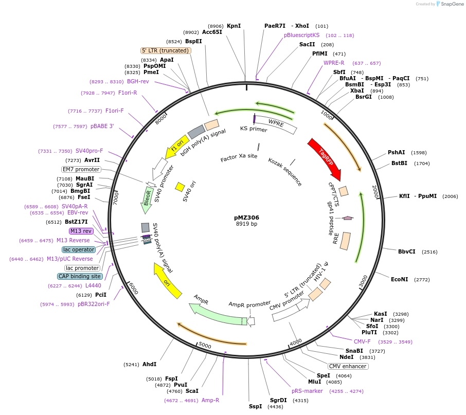 258720-plasmid-map-sequence-id-516282