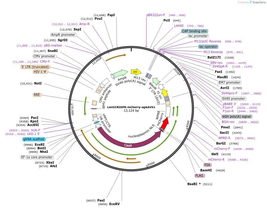 259663-plasmid-map-sequence-id-516284