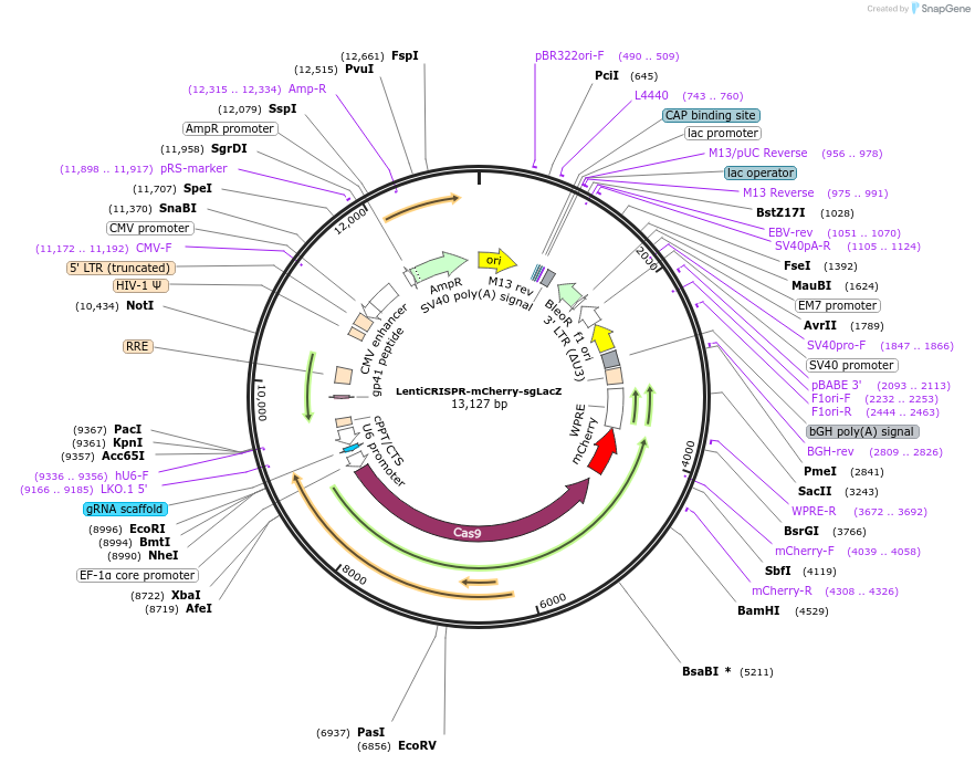 259664-plasmid-map-sequence-id-516285