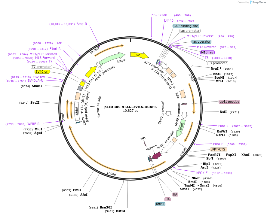259666-plasmid-map-sequence-id-516286