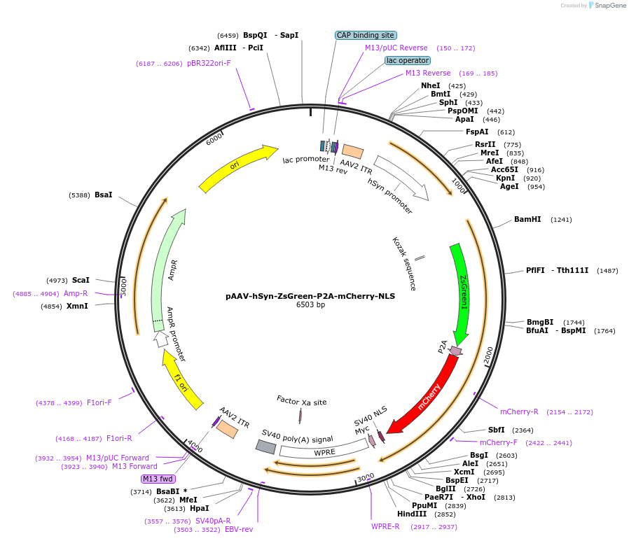 258591-plasmid-map-sequence-id-516296