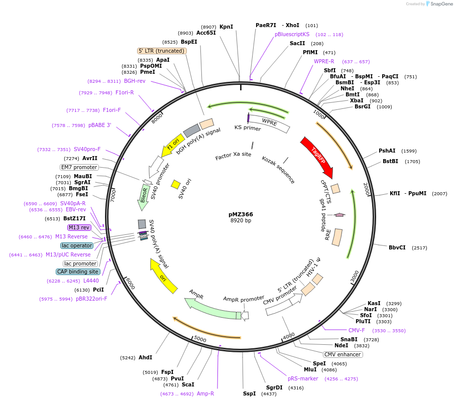 258750-plasmid-map-sequence-id-516298