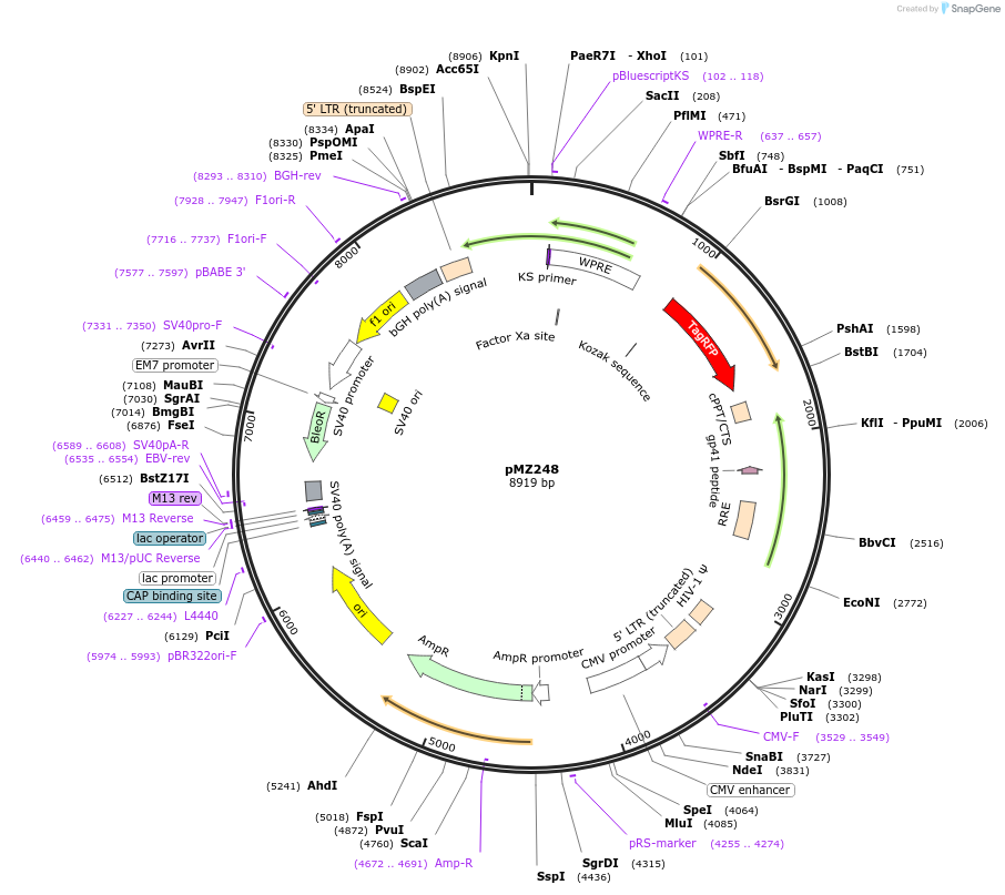 258701-plasmid-map-sequence-id-516299