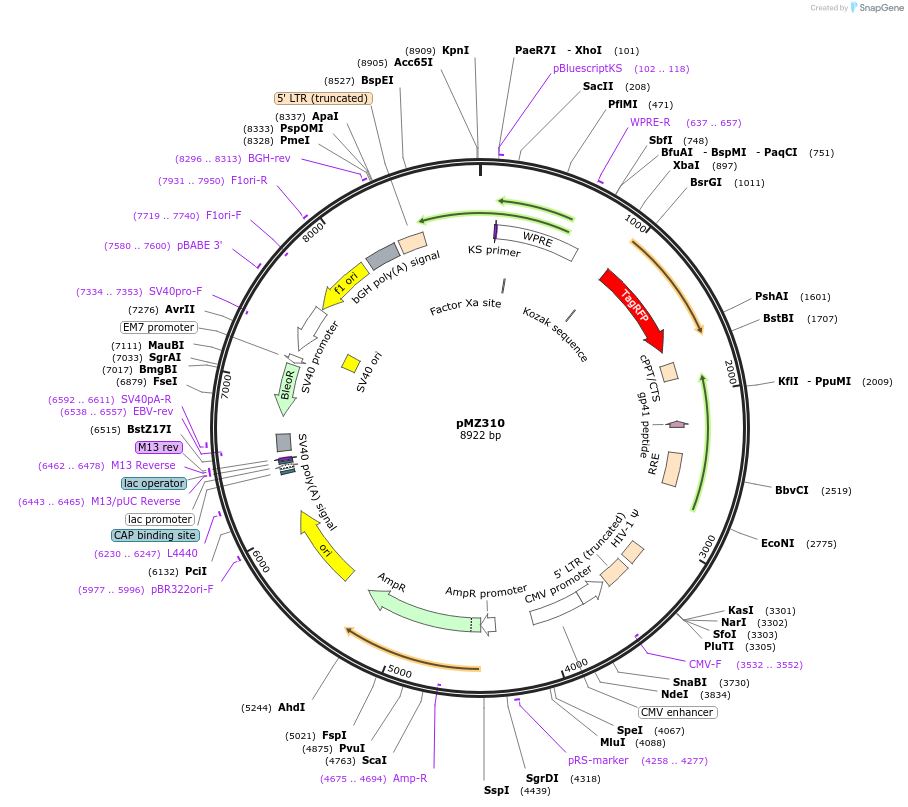 258724-plasmid-map-sequence-id-516300