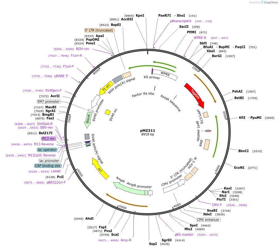 258725-plasmid-map-sequence-id-516301