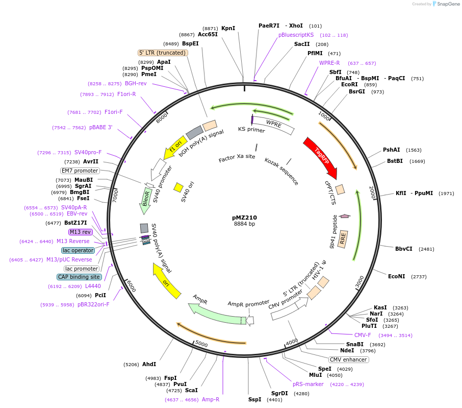 258693-plasmid-map-sequence-id-516302