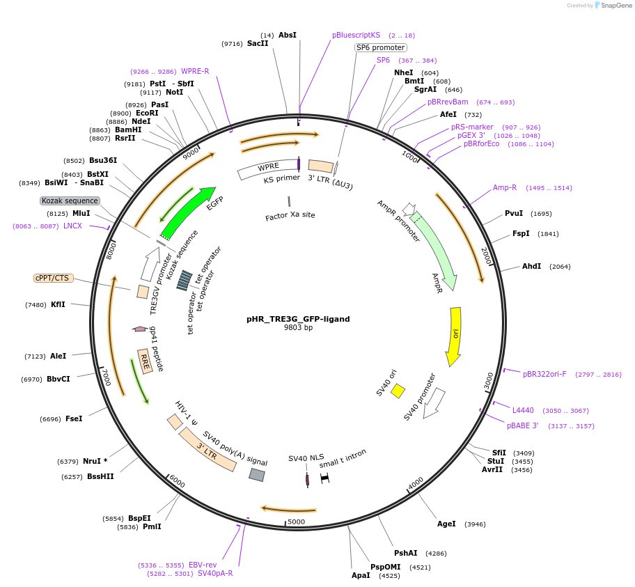 259143-plasmid-map-sequence-id-516303