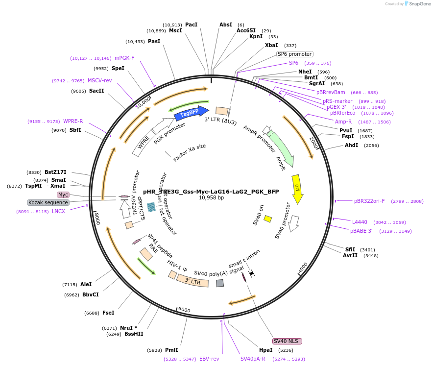 259144-plasmid-map-sequence-id-516304