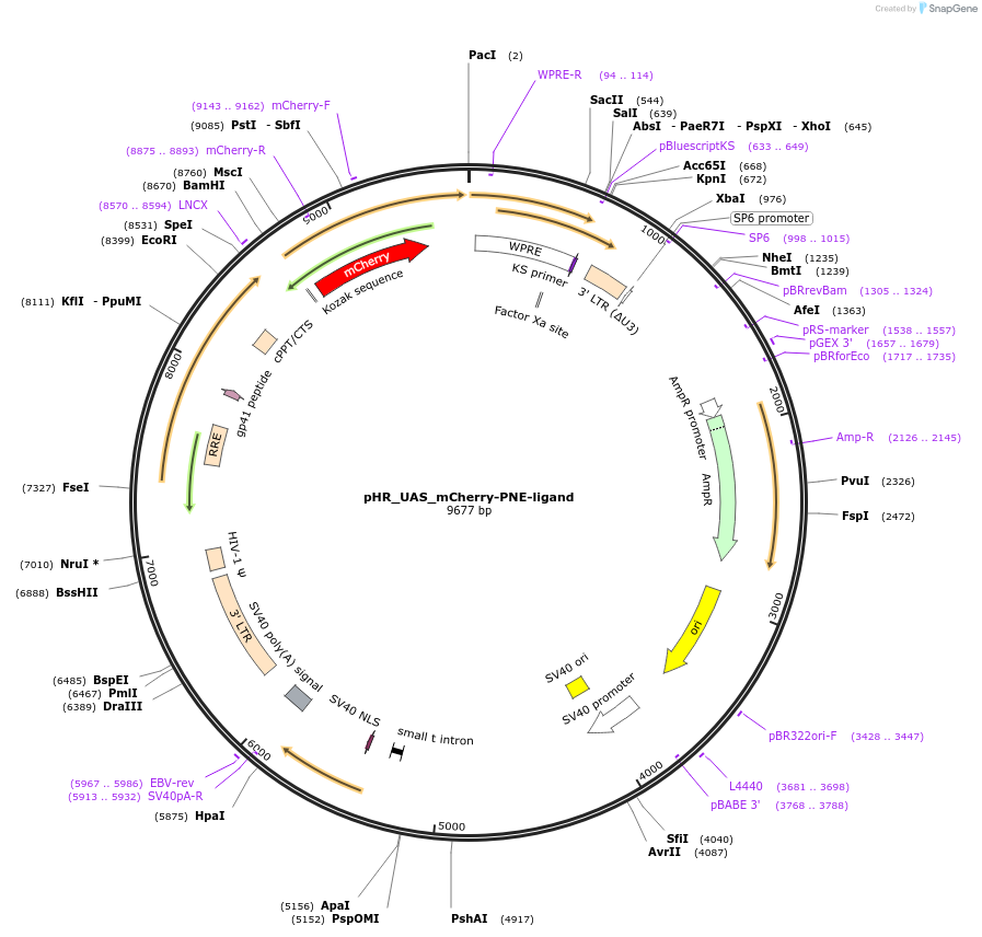 259145-plasmid-map-sequence-id-516305