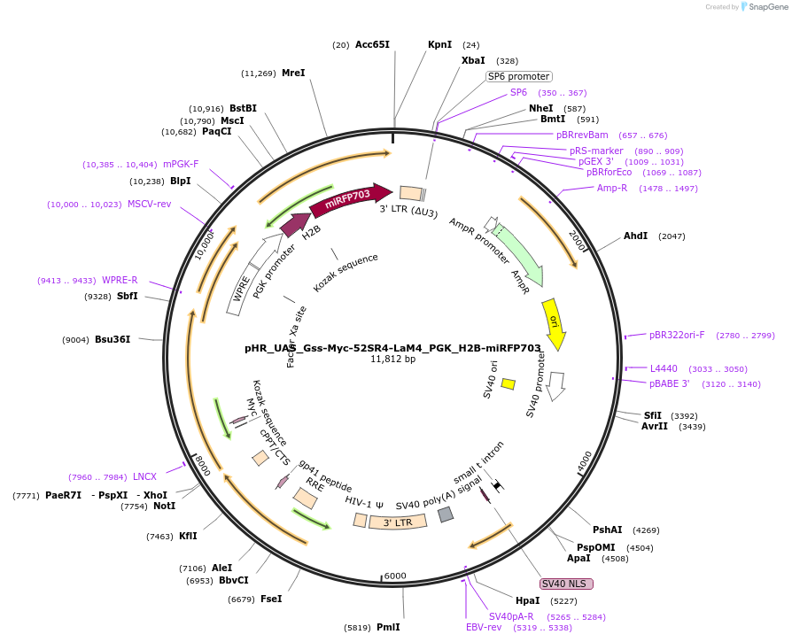 259146-plasmid-map-sequence-id-516306