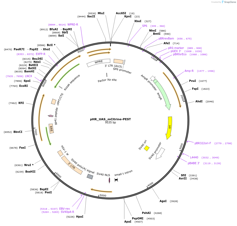 259147-plasmid-map-sequence-id-516307
