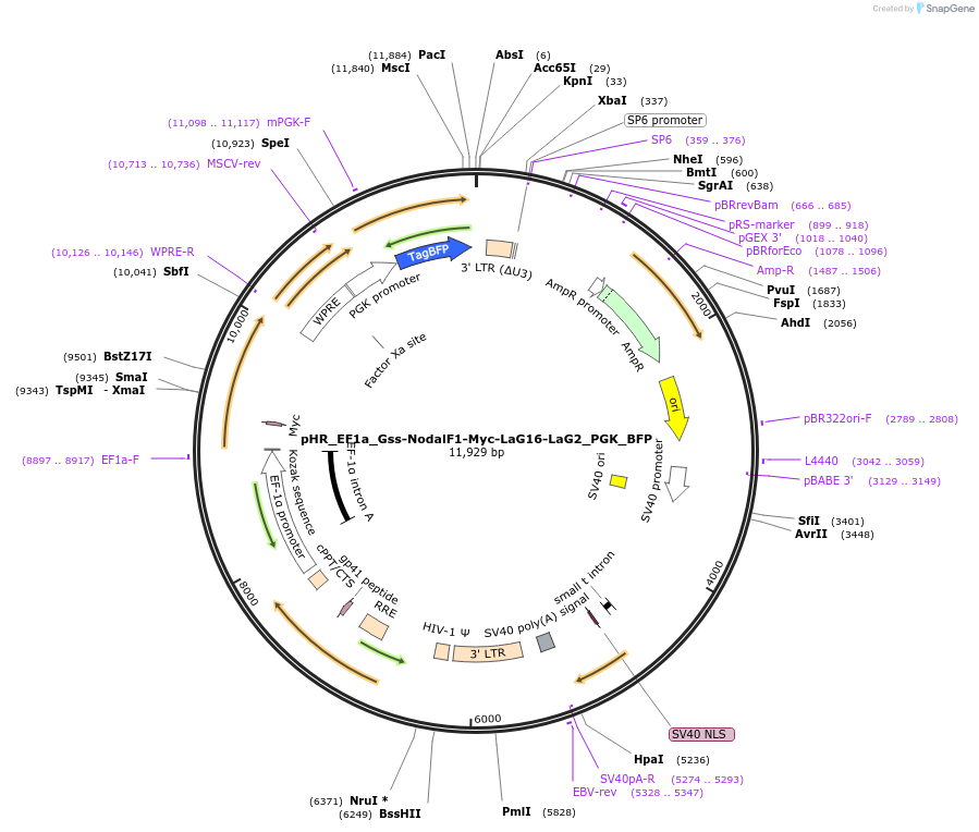 259148-plasmid-map-sequence-id-516308