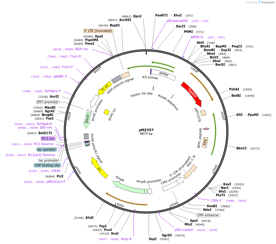 258743-plasmid-map-sequence-id-516309