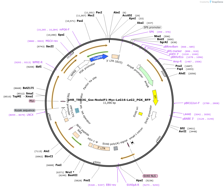259149-plasmid-map-sequence-id-516312