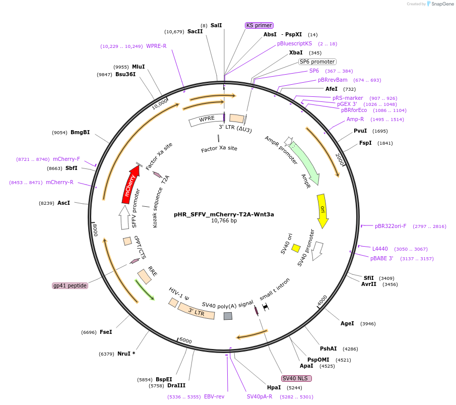 259150-plasmid-map-sequence-id-516313