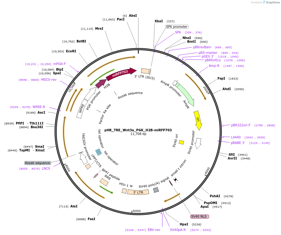 259151-plasmid-map-sequence-id-516314