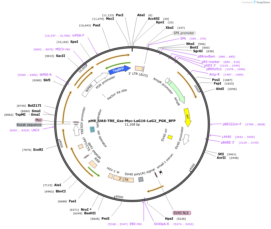 259152-plasmid-map-sequence-id-516315