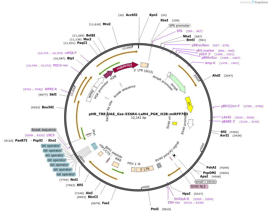 259153-plasmid-map-sequence-id-516316