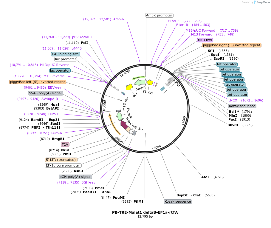 259547-plasmid-map-sequence-id-516317