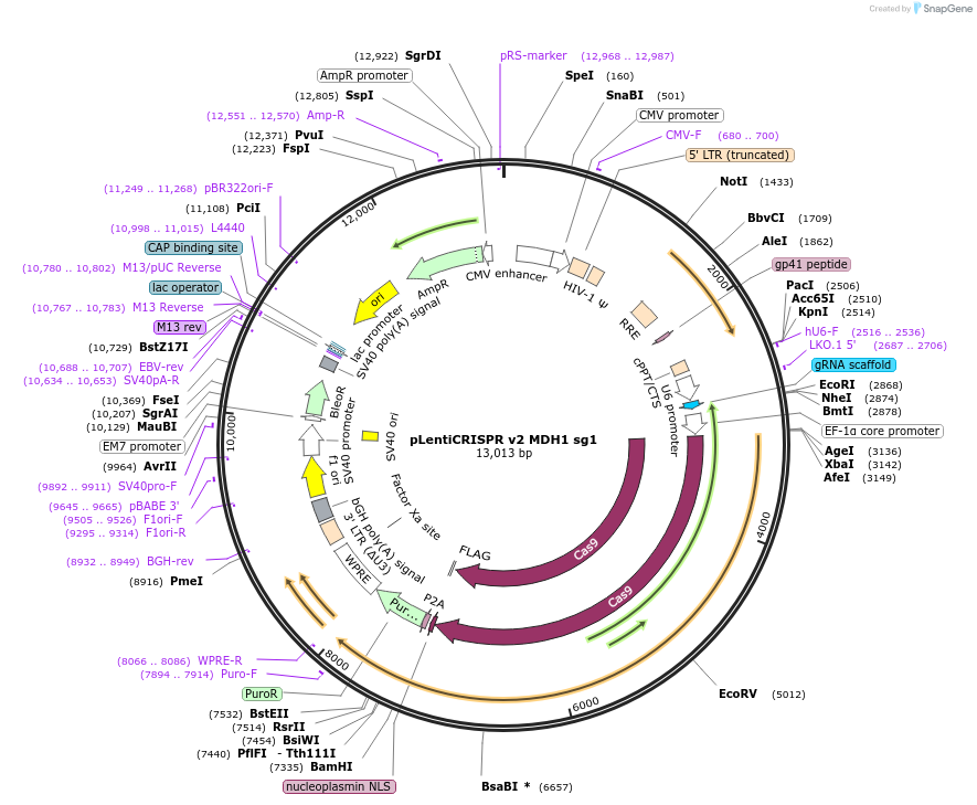 258090-plasmid-map-sequence-id-516321