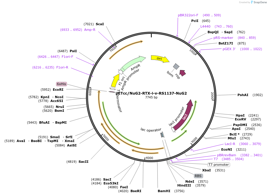259689-plasmid-map-sequence-id-516326