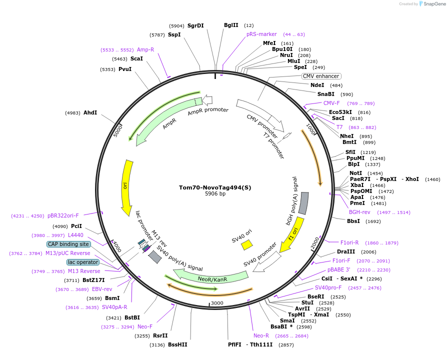 255878-plasmid-map-sequence-id-516330