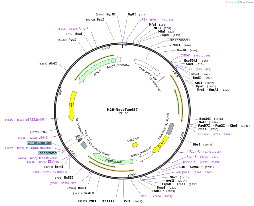 255877-plasmid-map-sequence-id-516331