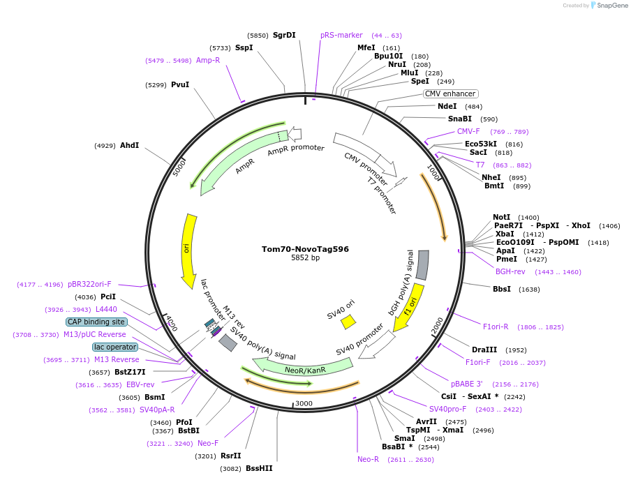 255874-plasmid-map-sequence-id-516332