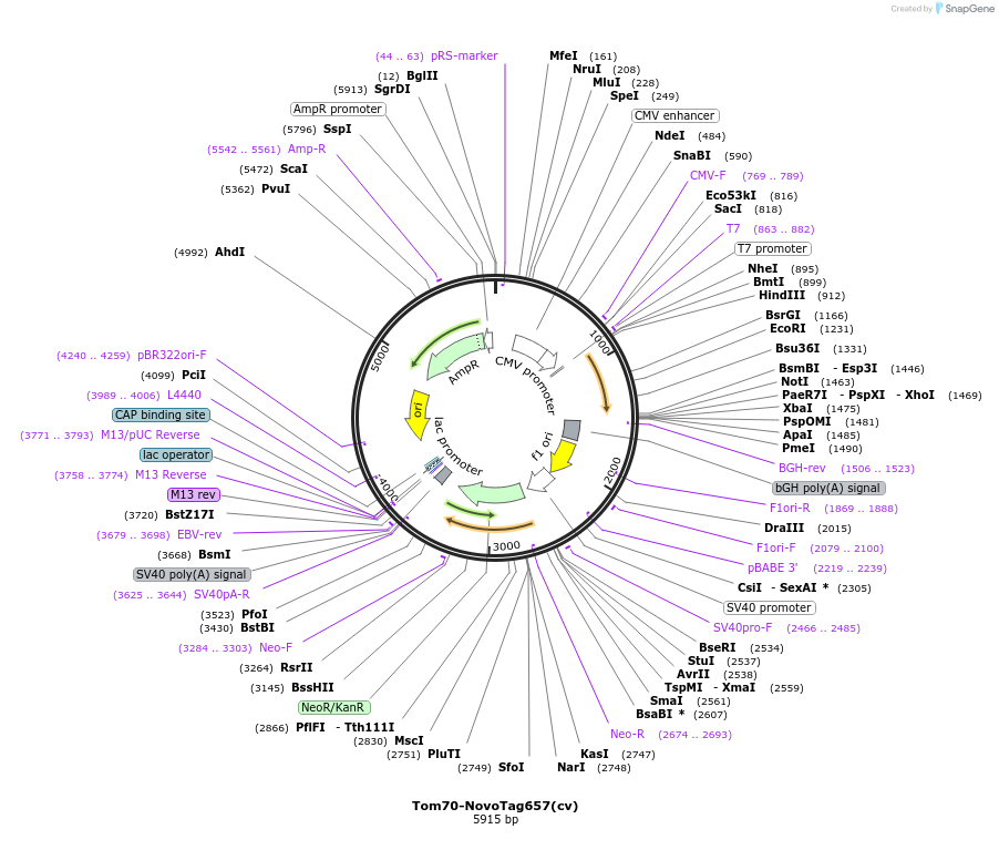255880-plasmid-map-sequence-id-516333