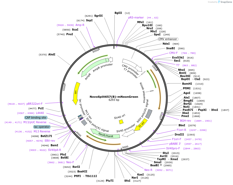 255885-plasmid-map-sequence-id-516334