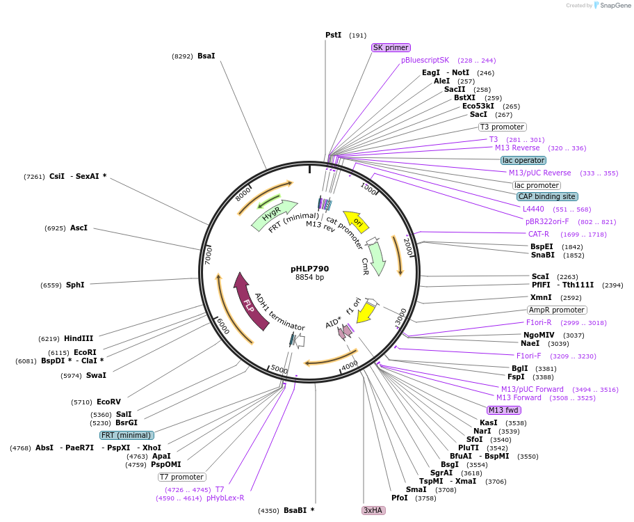 253585-plasmid-map-sequence-id-516335