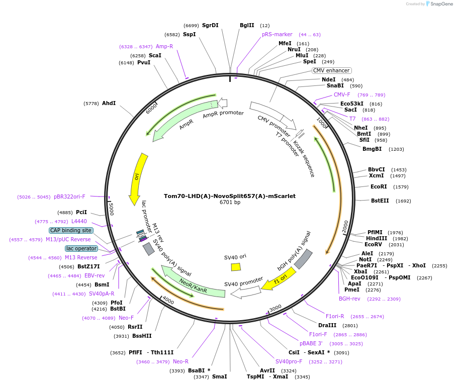 255883-plasmid-map-sequence-id-516336