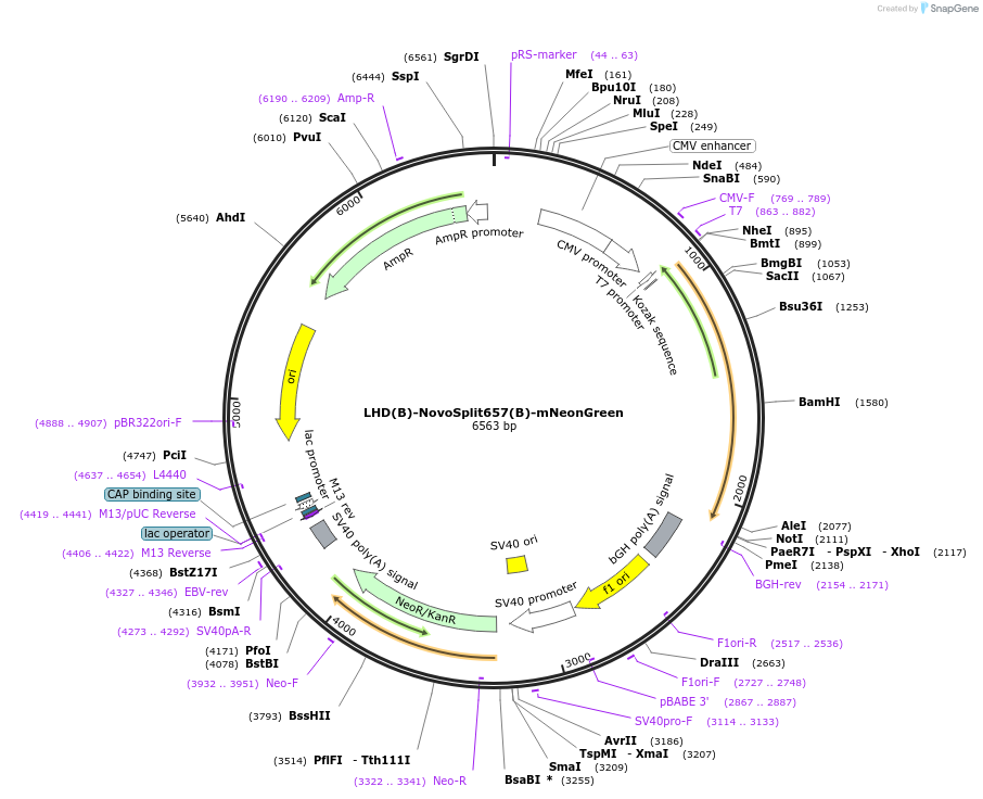 255884-plasmid-map-sequence-id-516337